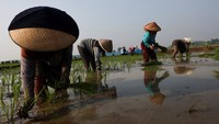 Petani Cirebon Bertahan di Tengah Ancaman Kekeringan El Nino