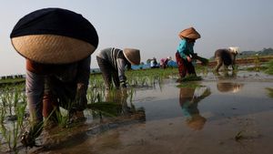 Petani Cirebon Bertahan di Tengah Ancaman Kekeringan El Nino