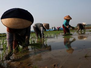 Petani Cirebon Bertahan di Tengah Ancaman Kekeringan El Nino