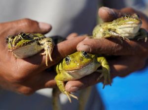 Peternakan Katak Jadi Harapan Baru Ekonomi Pedesaan