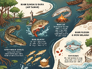 Infografis: 6 Ikan Ikonik Kuliner Khas Kalimantan