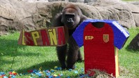 Adu Prediksi Satwa Jelang Piala Dunia, Gajah hingga Kapibara Pilih Tim Favorit