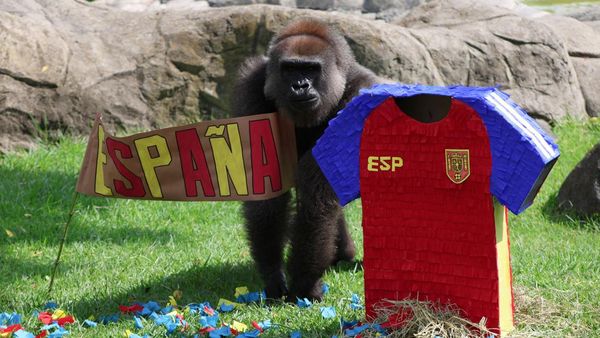 Adu Prediksi Satwa Jelang Piala Dunia, Gajah hingga Kapibara Pilih Tim Favorit