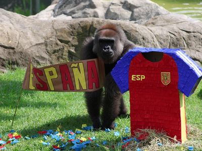 Adu Prediksi Satwa Jelang Piala Dunia, Gajah hingga Kapibara Pilih Tim Favorit