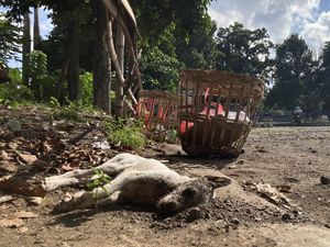 Anjing Gigit Pedagang Sayur di Pasar Galiran Klungkung, Langsung Dibunuh