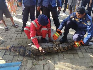 Buaya 2 Meter Teror Permukiman Warga di Kendari, Damkar Evakuasi