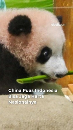 Video: Indonesia Dipuji China Terkait Konservasi Panda raksasa!