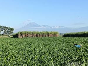 Gunung Semeru 18 Kali Erupsi, Tinggi Kolom Abu Capai 1.000 Meter