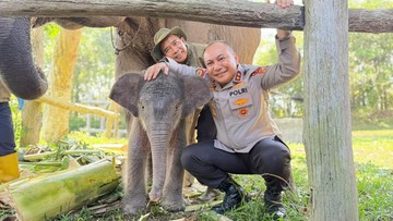 Kapolda Riau Beri Nama Anak Gajah TNTN 'Nona Seroja', Menhut Setuju