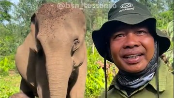 Mahout Terharu sampai Nangis Sambut Lahirnya Anak Gajah Sumatera di TNTN
