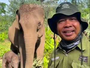 Mahout Terharu sampai Nangis Sambut Lahirnya Anak Gajah Sumatera di TNTN