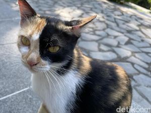Kucing-kucing di Wisdom Park UGM Disebut Buangan, Begini Hasil Pantauan CCTV
