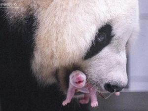 Kabar Gembira! Panda Raksasa Ai Bao Asal China Lahirkan Anak Keempat di Korsel