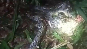 Wanita di Malut Tewas Ditelan Piton 7,8 Meter, Suami Tebas Leher Ular