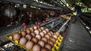 Produksi Telur Berlimpah, Peternak Hadapi Tantangan Harga