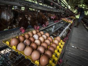 Produksi Telur Berlimpah, Peternak Hadapi Tantangan Harga