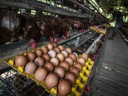 Bapanas Siapkan Bansos 1 Kg Ayam & 10 Telur Imbas Harga Anjlok