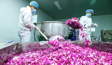 Berita dari Detik Finance: Industri Pengolahan Mawar Berkembang di Gansu