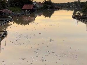 Bangkai Jutaan Ikan Penuhi Sungai Mempawah, Warga Keluhkan Bau Menyengat