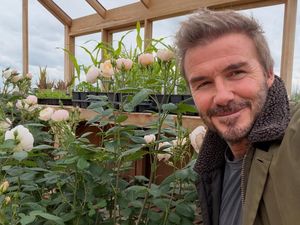Slow Living ala David Beckham, Berkebun dan Cek Kandang Ayam