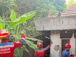 Monyet Lepas Berkeliaran 3 Hari di Bekasi hingga Gigit Warga