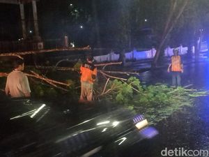 Hujan Angin Tumbangkan Pohon 7 Meter di Kobar, BPBD Imbau Warga Waspada