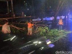 Hujan Angin Tumbangkan Pohon 7 Meter di Kobar, BPBD Imbau Warga Waspada