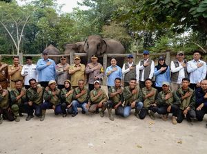 Rajiv Sebut Lahirnya Anak Gajah Nona Seroja Momentum Perkuat Konservasi