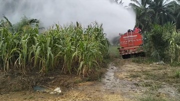Cegah Gagal Panen saat Kemarau, Lahan Jagung di Riau Disemprot Damkar