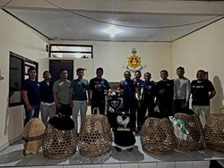 Remaja 16 Tahun di Bangli Ditangkap Usai Curi 52 Anak Babi