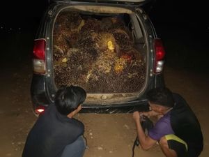 3 Pencuri di Kotim Kepergok Saat Muat 650 Kg Sawit ke Avanza