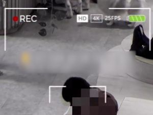 Video Viral Pria Lecehkan Anjing Pom di Kafe Jakut, Polisi Cek Kejiwaan Pelaku