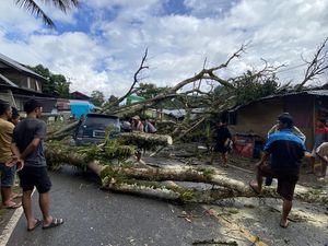 Pohon Tumbang Timpa Mobil Kijang di Tana Toraja, 6 Orang Luka