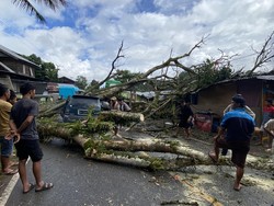 Pohon Tumbang Timpa Mobil Kijang di Tana Toraja, 6 Orang Luka