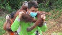 BKSDA: Hampir 70 Persen Konflik Orang Utan Kaltim Terjadi di Keraitan