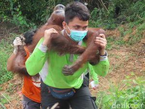 BKSDA: Hampir 70 Persen Konflik Orang Utan Kaltim Terjadi di Keraitan