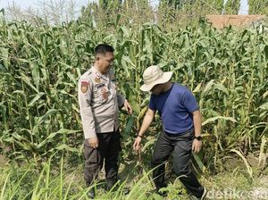 Lahan Tak Produktif Disulap Jadi Kebun Jagung di Sidoarjo
