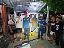 Ular Piton 2 Meter Nyelonong Warung Ayam Goreng di Semarang, Ngumpet di Kulkas
