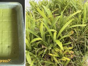 Viral Kue Pandan Rasa Rumput, Semua Gara-gara Salah Petik Daun!