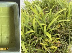 Viral Kue Pandan Rasa Rumput, Semua Gara-gara Salah Petik Daun!