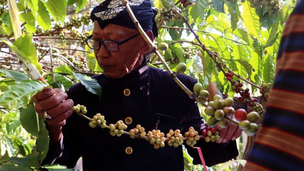 Warisan Budaya Perkebunan dalam Prosesi Temanten Kopi