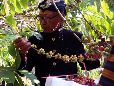 Warisan Budaya Perkebunan dalam Prosesi Temanten Kopi