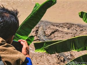 Jabar Hari Ini: Munculnya Buaya 4 Meter di Aliran Sungai Cimandiri