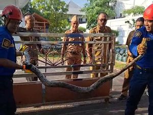 Ular Sanca Nyelonong di Depan Rumdin Bupati Gunungkidul Picu 3 Motor Tabrakan