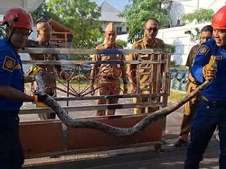 Ular Sanca Nyelonong di Depan Rumdin Bupati Gunungkidul Picu 3 Motor Tabrakan