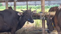 Harga Sapi Meroket, Jagal di Mataram Mogok Kerja