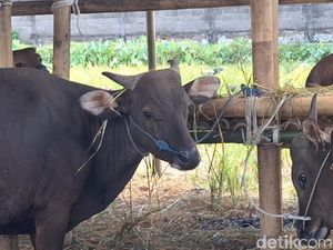 Harga Sapi Meroket, Jagal di Mataram Mogok Kerja