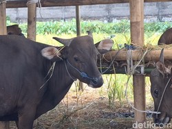 Harga Sapi Meroket, Jagal di Mataram Mogok Kerja