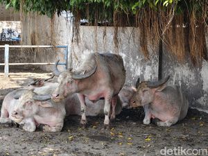 Lagi Birahi, 3 Kebo Bule Keraton Solo Terancam Batal Ikut Kirab Malam 1 Suro