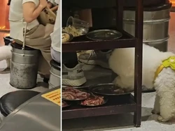 Viral Anjing Lahap Daging BBQ Pelanggan, Restoran Langsung Tutup Sehari